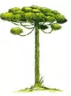 araucaria