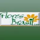 figueirasbrasil