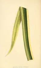 Julia Flores Guggiana