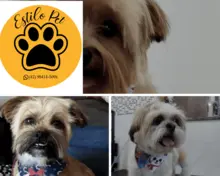 ESTILO PET