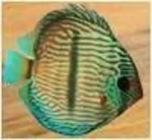 Santarem Peixes Ornamentais (Santarém Discus)