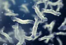  Bifidobacterium animalis subsp. lactis BLa80