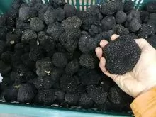 松露蘑菇价格/新鲜黑松露出售