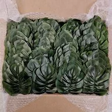 盒子 100 绿色龟背竹叶餐巾戒指 