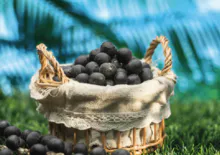 Açaí