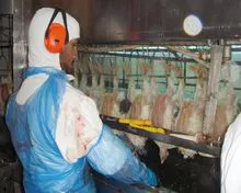 冷冻整只鸡、鸡爪、鸡翅大腿、爪子等部位 