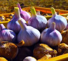 巴西高贵的紫色大蒜