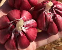 巴西高贵的紫色大蒜