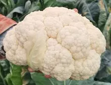 Hybrid Cauliflower Seeds
