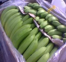 新鲜绿色 CAVERDISH 香蕉