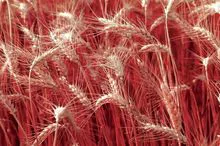 优质红小麦：立即在线订购！