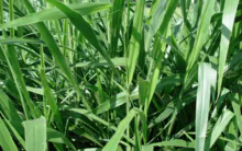 Brachiaria brizantha cv. Marandu 种子