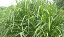 Brachiaria brizantha cv. Mg-5 / Xaráes / Toledo 种子