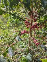 哥伦比亚精品咖啡 高品质 