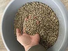 巴西阿拉比卡咖啡豆