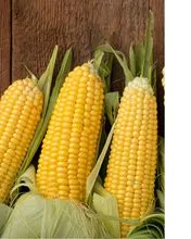 黄玉米