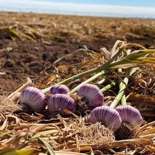巴西高贵的紫色大蒜