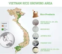 长粒大米，茉莉稻、粳稻...origin越南