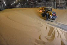 转基因和非转基因大豆