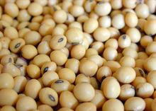 非转基因大豆