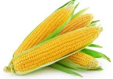甜玉米 Yellow Corn
