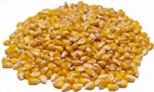 黄色转基因玉米 – 动物饲料 – 出口级别