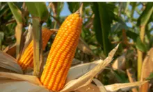 黄色转基因玉米（食品级）— 出口标准