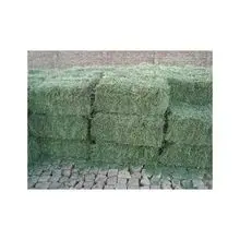 准备供应苜蓿干草 