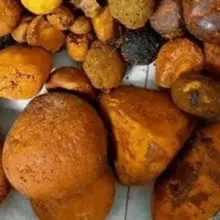 优质牛/牛胆石 – 100%天然 | 直接批发供应 | 最佳市场价格！