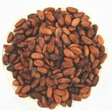 批发可可豆出售