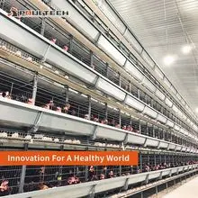家禽养殖设备 H 型自动鸡笼 蛋鸡笼 带鸡蛋收集和粪便清除系统