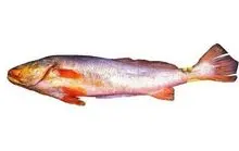 黄花鱼（Cynoscion acoupa）