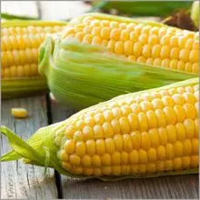 集装箱中的玉米