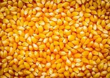 巴西黄玉米出口