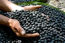 优质冷冻巴西莓