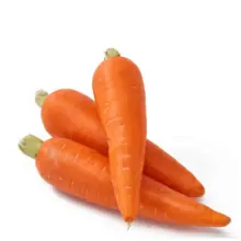 优质新鲜胡萝卜（整根）——出口级，商业批发供应
