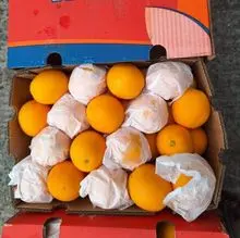 新鲜瓦伦西亚橙 