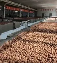 去壳和去壳的澳洲坚果