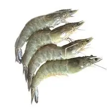 特别供应：虾鲜鲜味浓郁且口感柔和，海鲜用于餐饮和食品供应
