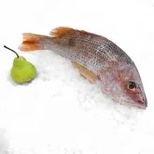 冷冻红鲷散装供应进出口海鲜业务的最佳优惠