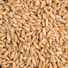 优质小麦供应充足 