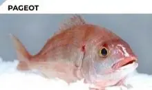 imagem dos produtos