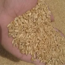 Durum小麦——≥90%玻璃体，13.5%蛋白质，粗粒小麦糖级SA