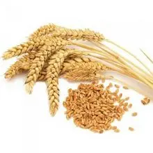 布格尔小麦——半煮，低GI 46,4级，12%蛋白德班 SA