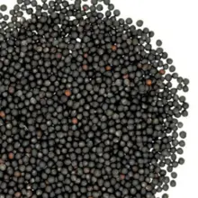 芥花籽——低油酸00品种，≥42%油，南澳德班产