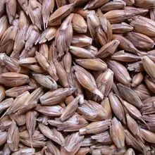 斯佩尔特小麦——Triticum Spelta，14%蛋白质，有机认证FOB Durban产品