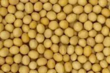 OPORTUNIDADE - OPORTUNITY - SOJA GMO #2 （PADRÃO ANEC） /TECHNICAL SPECIFICATION SHEET – GMO SOYBEANS GRADE #2 （ANEC STANDARD）