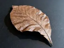 柚木干叶天花板