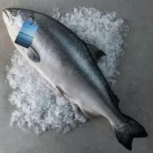 Grand Offer 新鲜三文鱼优质海鲜鱼，供全球食品分销