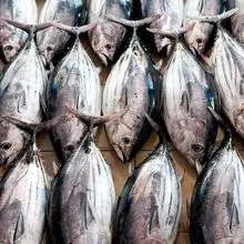 热门促销金枪鱼新鲜、干净且美味的海鲜，适合餐饮和批发业务